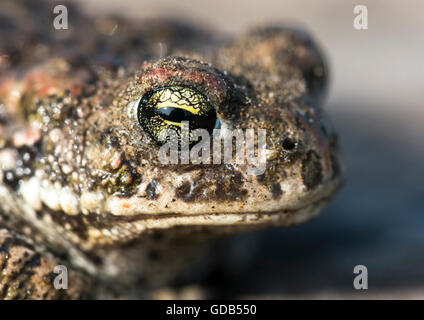 Natterjack toad (Epidalea calamita). Close up della testa e degli occhi Foto Stock