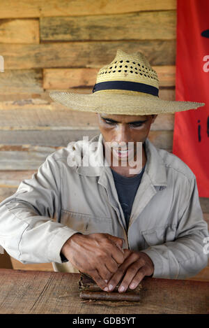 Arrotolate a mano i sigari cubani dal tabacco locale agricoltore Viñales Cuba. Foto Stock