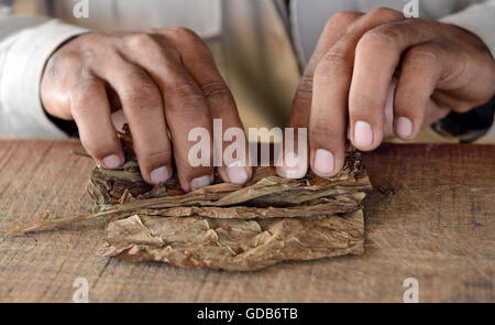 Arrotolate a mano i sigari cubani dal tabacco locale agricoltore Viñales Cuba. Foto Stock