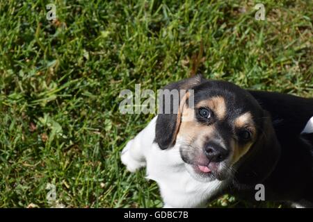 Cucciolo di Beagle spuntavano lingua Foto Stock