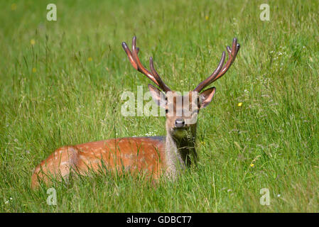 Il Buck daini (Dama Dama) giacenti in erba Foto Stock