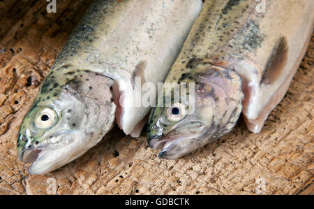 Pesci pescati giacente su una tavola di legno Foto Stock