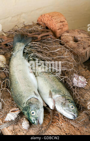 Il pesce appena pescato giacente su una tavola di legno con le reti da pesca e sistemi floater Foto Stock