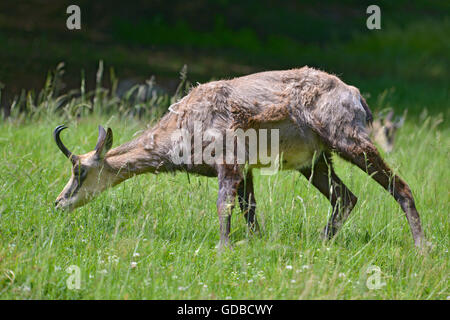 Il camoscio (Rupicapra rupicapra) mangiare erba nelle montagne intorno a Chamonix Mont-Blanc in Francia Foto Stock