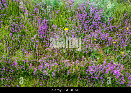 Campana / erica Erica Cinerea cresce su banca stradale - Francia. Foto Stock