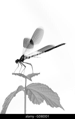 Libellula appoggiata su una foglia Foto Stock