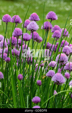 Fiori viola nelle teste delle erbe culinarie, erba cipollina, Allium schoenoprasum Foto Stock