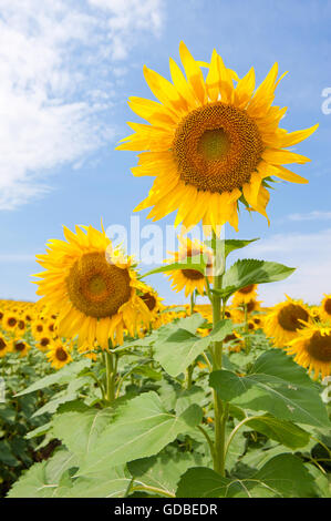 Girasoli ( Helianthus annuus) in fiore in estate contro il cielo blu, Istanbul, Turchia Foto Stock