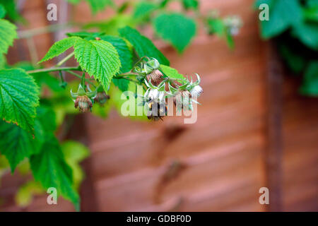 BEE IN FIORE sulla boccola di lampone Foto Stock