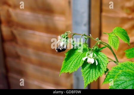 Ape sulla boccola di lampone Foto Stock