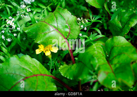 La barbabietola rossa nel letto di fiori. Foto Stock