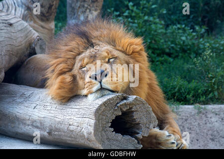 Sleeping Lion maschio nel giardino zoologico Foto Stock
