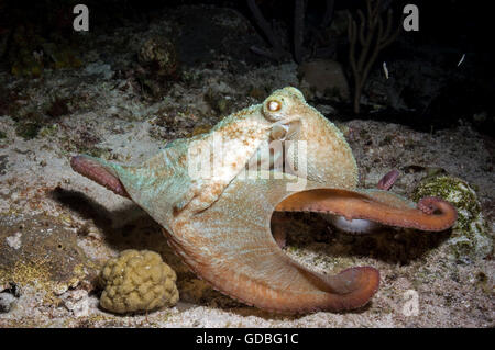 Caraibi Reef Octopus Foto Stock