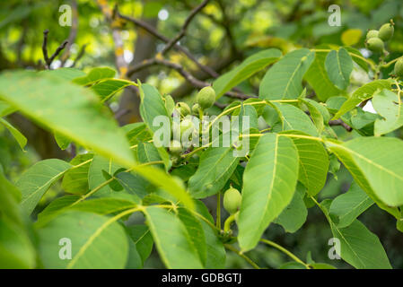 La passione per alberi di frutta Foto Stock