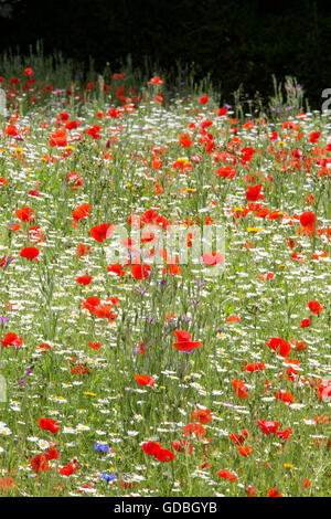 Poppies in un giardino di fiori selvaggi, England, Regno Unito Foto Stock