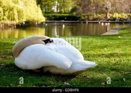 Sleeping swan in St.Stephen's Green Park, Dublin, Irlanda Foto Stock