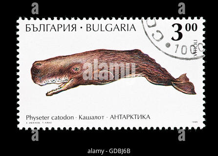 Francobollo dalla Bulgaria raffigurante un Capodoglio (Physeter macrocephalus), o cachalot. Foto Stock