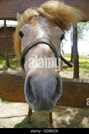 Un divertente dai capelli rossi ritratto di cavallo. Foto Stock