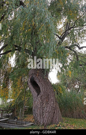 Un vecchio albero di salice con un enorme cava. Foto Stock