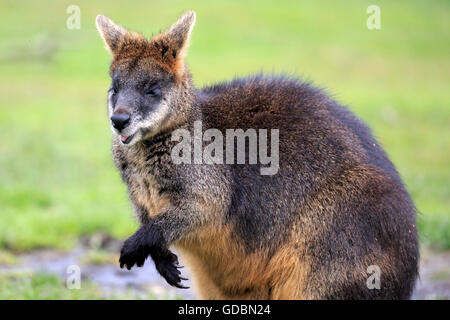 Il Bennett's wallaby, (Macropus rufogriseus) Foto Stock