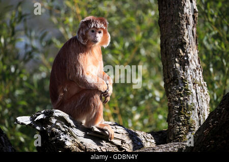 Iavan langur, (Trachypithecus auratus), prigionieri Foto Stock