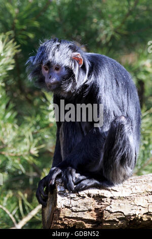 Iavan langur, (Trachypithecus auratus), prigionieri Foto Stock