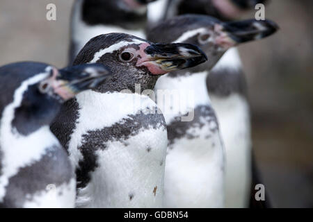 Pinguini Humboldt, (Spheniscus Humboldti) captive Foto Stock