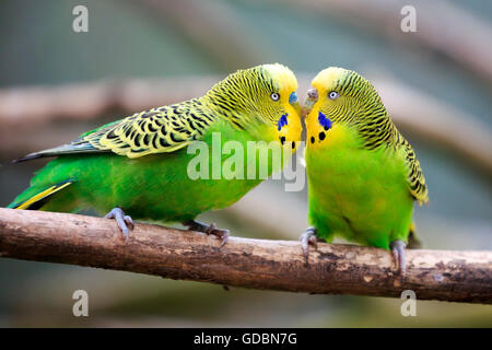 Budgerigar, (Melopsittacus undulatus), captive Foto Stock