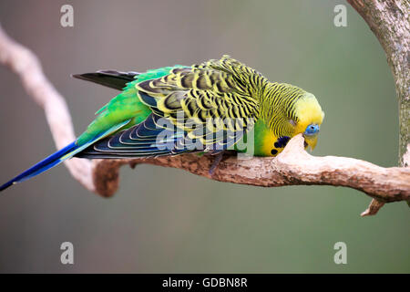 Guscio parrocchetto, (Melopsittacus undulatus), captive Foto Stock