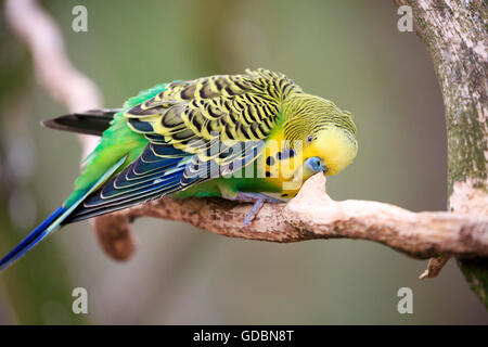 Guscio parrocchetto, (Melopsittacus undulatus), captive Foto Stock