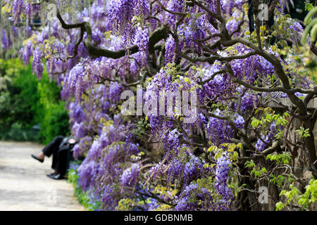 Baden-Wuerttemberg, Weinheim, Hermannshof, (Wisteria sinensis), Wisterie, Wistarie, Glyzinie, Germania Foto Stock