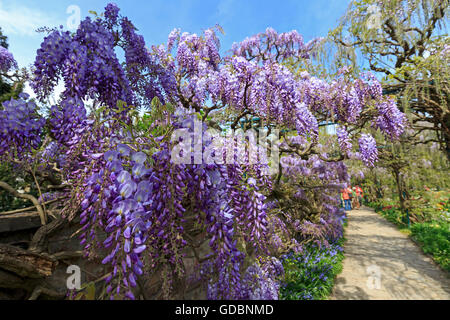 Baden-Wuerttemberg, Weinheim, Hermannshof, (Wisteria sinensis), Wisterie, Wistarie, Glyzinie, Germania Foto Stock