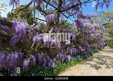 Baden-Wuerttemberg, Weinheim, Hermannshof, (Wisteria sinensis), Wisterie, Wistarie, Glyzinie, Germania Foto Stock