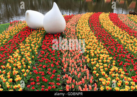 Holland Niederlande Lisse, Keukenhof, Bluehende Tulpen Foto Stock