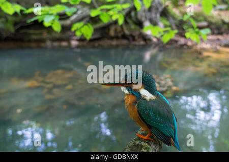 Re Fisher, seduto su un ramo in prossimità del fiume Senne, NRW, Germania / (Alcedo atthis) Foto Stock