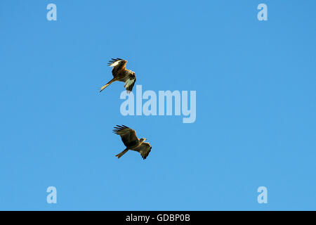 Aquilone rosso, nero Kite, Naturpark Naturpark Feldberger Seenlandschaft , Brandeburgo, Germania / (Milvus milvus), (Milvus migrans) Foto Stock