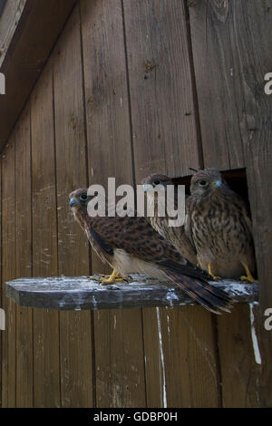 Il Gheppio, youngs, Langenberg, NRW, Germania / (Falco tinnunculus) Foto Stock