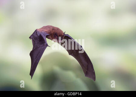 Pipistrelle comune, in volo, Sennestadt, NRW, Germania / (Pipistrellus pipistrellus) Foto Stock
