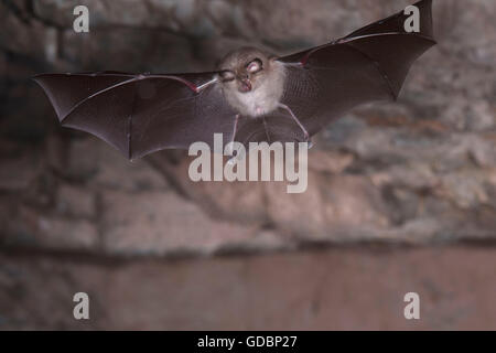 Ferro di cavallo minore bat, nei pressi di Bad Blankenburg, Thueringen, Germania / (Rhinolophus hipposideros) Foto Stock