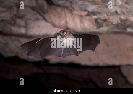 Ferro di cavallo minore bat, nei pressi di Bad Blankenburg, Thueringen, Germania / (Rhinolophus hipposideros) Foto Stock