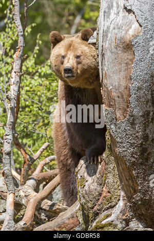 L'orso bruno (Ursus arctos), captive, Germania, bavarese, Nationalpark Bavarien Forest Foto Stock