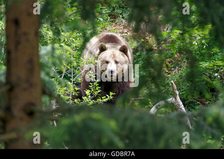 L'orso bruno (Ursus arctos), captive, Germania, bavarese, Nationalpark Bavarien Forest Foto Stock