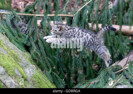 Comune gatto selvatico (Felis silvestris), un gattino, prigionieri Nationalpark Foto Stock