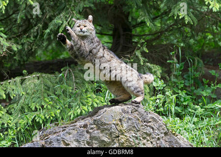 Comune gatto selvatico (Felis silvestris), prigionieri Nationalpark Foto Stock