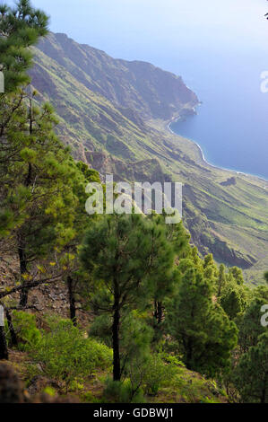 Isola Canarie pini, Mirador de las playas, El Hierro, Isole Canarie, Spagna / (Pinus canariensis) Foto Stock