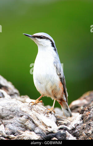 Il persiano picchio muratore, Kazakistan / (Sitta tephronota) Foto Stock