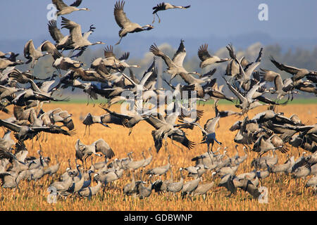 Gru comune, Meclemburgo-Pomerania Occidentale, Germania / (grus grus) Foto Stock