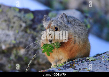 Acciuffato Pika la raccolta di alimenti stock, Kazakistan / (Ochotona collaris) Foto Stock