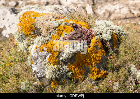 Scudo dorato arancione, Xantoria parietina, Fruticose Lichen, Ramalina siliquosa, tipi di licheni che crescono su roccia, Kynance Cove, Cornovaglia, Inghilterra, Regno Unito Foto Stock