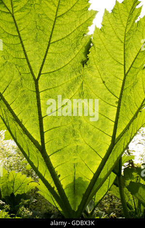 Sotto enormi foglie della Gunnera Gigante impianto, Gunnera manicata, crescente selvatici Trenoweth, vicino a St Keverne, Cornwall, Regno Unito Foto Stock